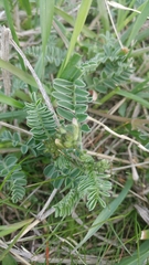 Astragalus cibarius