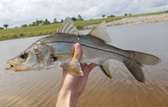 Centropomus parallelus