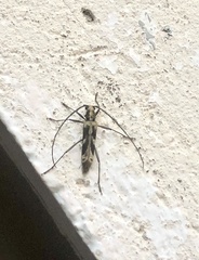 Mallocera glauca