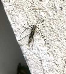 Mallocera glauca