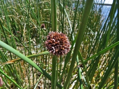 Schoenoplectus californicus