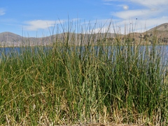 Schoenoplectus californicus