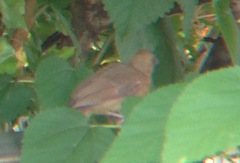 Cardinalis cardinalis cardinalis