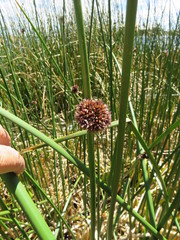Schoenoplectus californicus