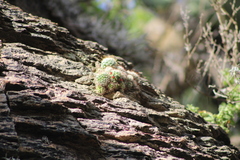 Mammillaria gilensis