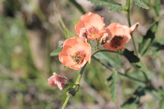 Sphaeralcea chenopodifolia