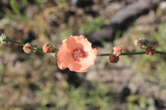 Sphaeralcea chenopodifolia