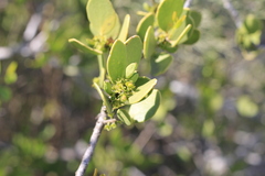 Maytenus vitis-idaea