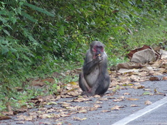 Macaca arctoides