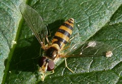 Meligramma cincta