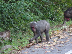 Macaca arctoides