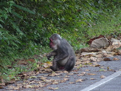 Macaca arctoides
