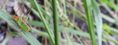 Image of Conocephalus brevipennis