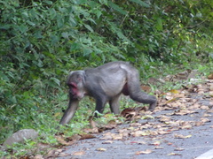 Macaca arctoides