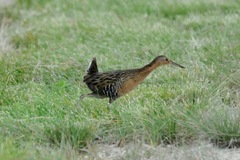 Rallus elegans × crepitans