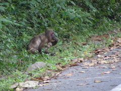 Macaca arctoides