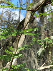 Gleditsia aquatica