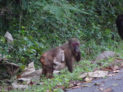Macaca arctoides
