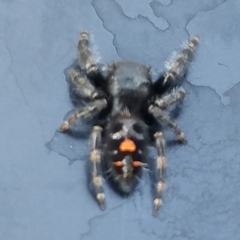 Phidippus audax