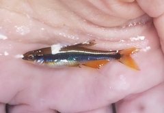 Pteronotropis metallicus