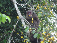 Macaca arctoides