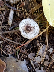 Lepiota felina