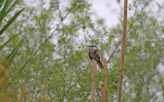 Hydropsalis climacocerca