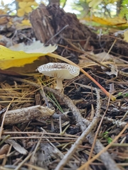 Lepiota felina