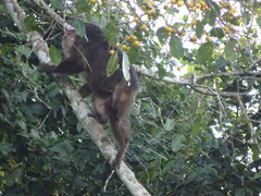 Macaca arctoides