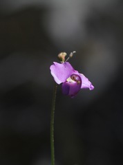 Swainsona procumbens