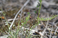 Swainsona procumbens