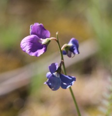 Swainsona procumbens