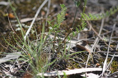 Swainsona procumbens