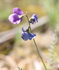 Swainsona procumbens