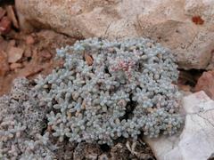 Eriogonum soredium
