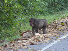 Macaca arctoides