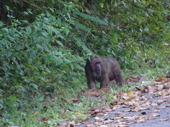 Macaca arctoides