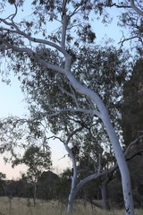Corymbia bella
