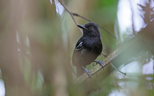 Castelnau's Antshrike (Thamnophilus cryptoleucus), photo 10