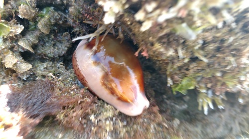 Neobernaya spadicea