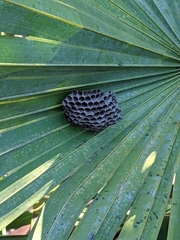 Mischocyttarus mexicanus