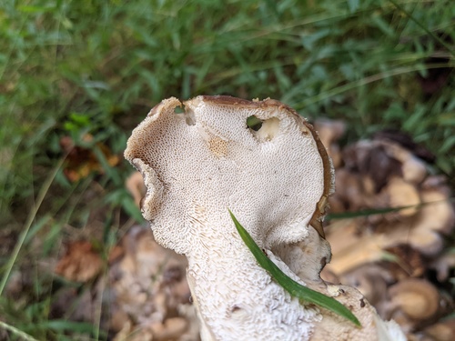 Black-staining Polypore