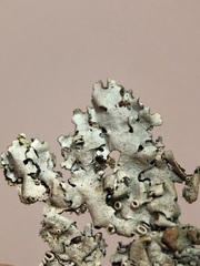 Parmelina carporrhizans