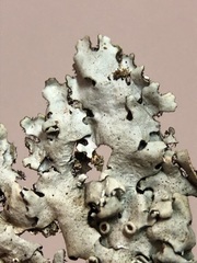 Parmelina carporrhizans