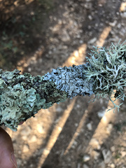 Parmelina carporrhizans