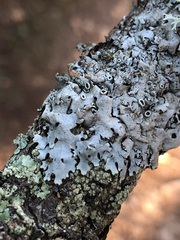Parmelina carporrhizans
