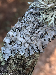 Parmelina carporrhizans