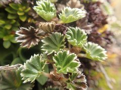 Alchemilla orbiculata