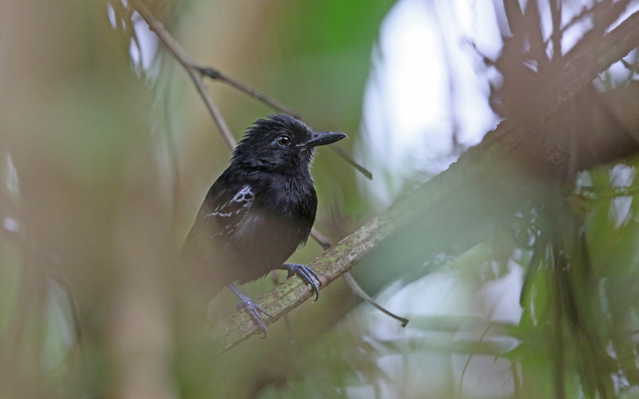 Castelnau's Antshrike (Thamnophilus cryptoleucus), photo 3