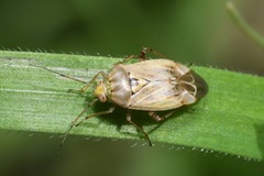 Lygus gemellatus
